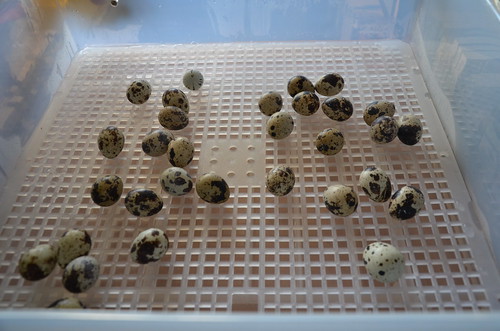 quail eggs in incubator May 15