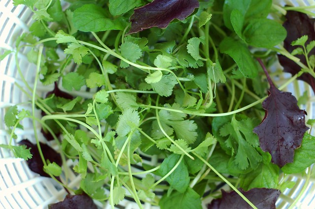 Cilantro, basil and mint for the Thai eggplant salad by Eve Fox, The Garden of Eating, copyright 2015