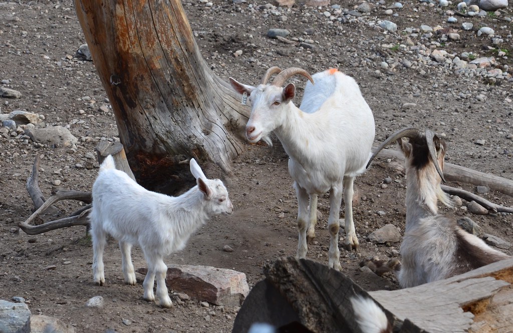 At Carmelis Goat Farm