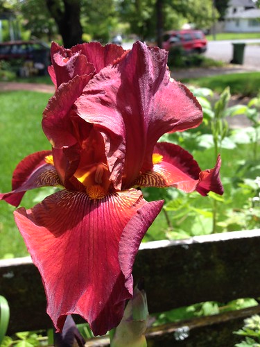 Red iris by the driveway