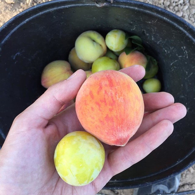 Fonseca family orchard yields more peaches and the first yellow plums of the year. Deeeeeelicious and remind me of my grandfather.