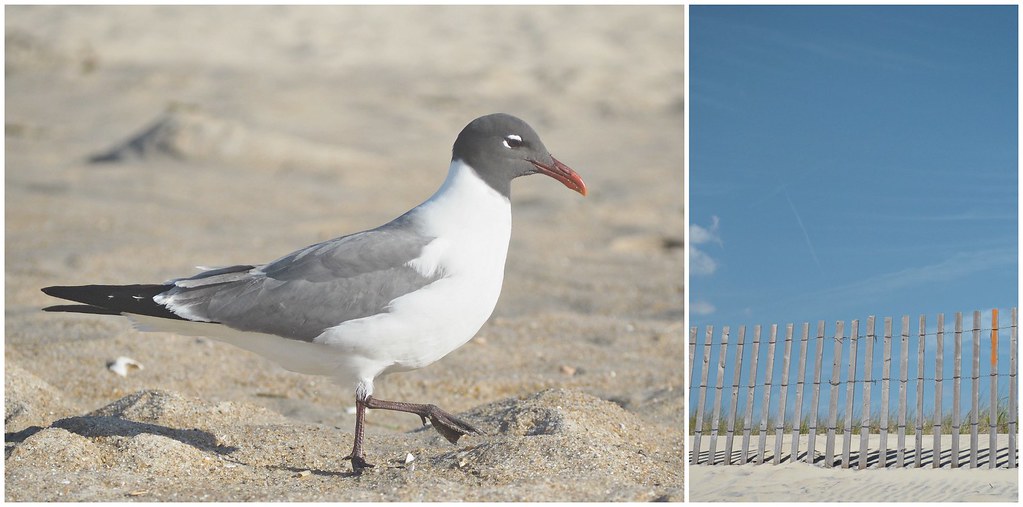 seagull Collage
