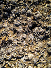 Sea shells in stone by Temple of Zeus, Olympia