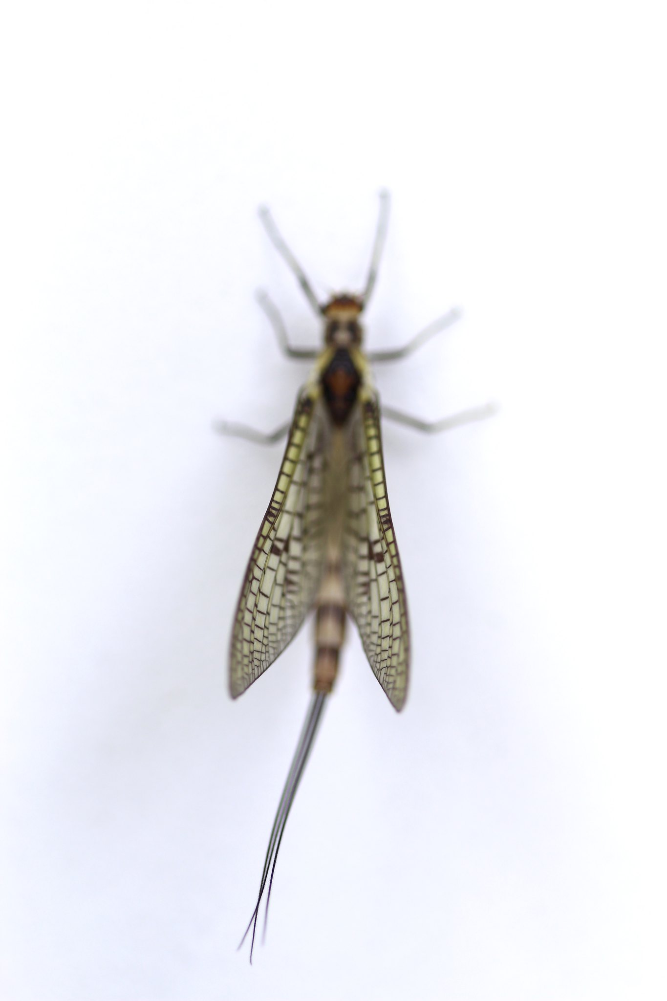 Ephemera danica The Mayfly