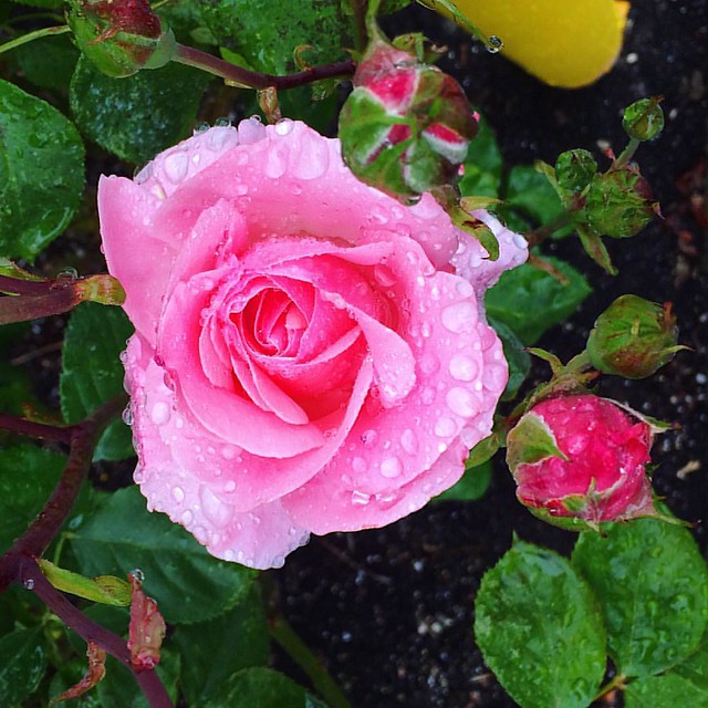 Beautiful pink rose misted with this morning's rain. 💕
