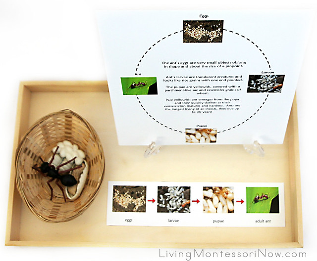 Life Cycle of an Ant Activity
