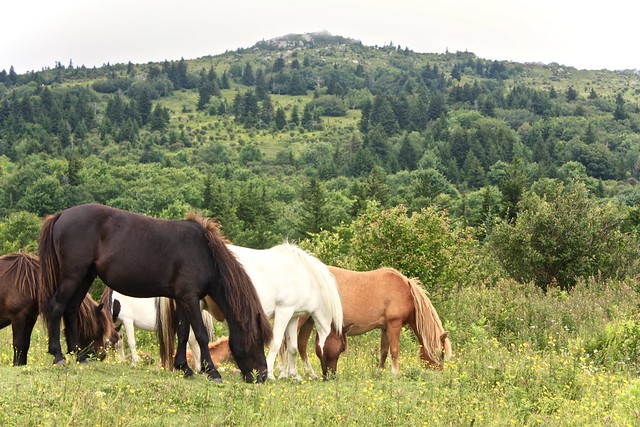 A herd of wild ponies feeding along the Horse Trail North at Grayson Highlands State Park, Virginia