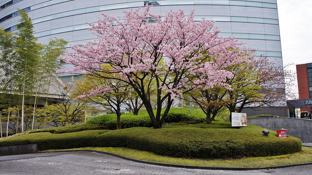 Sakura at Meguro Gajoen