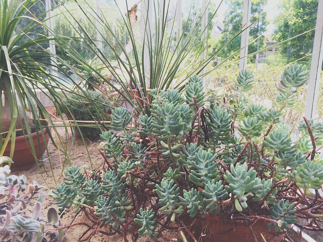 cactus et succulentes - Serre l'orangerie de Tarbes