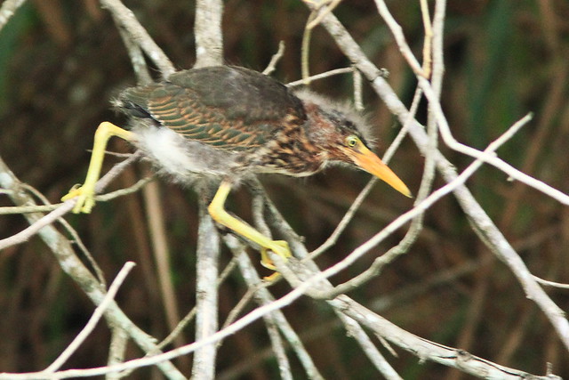 Green Heron nestling nest 7.5 20150605