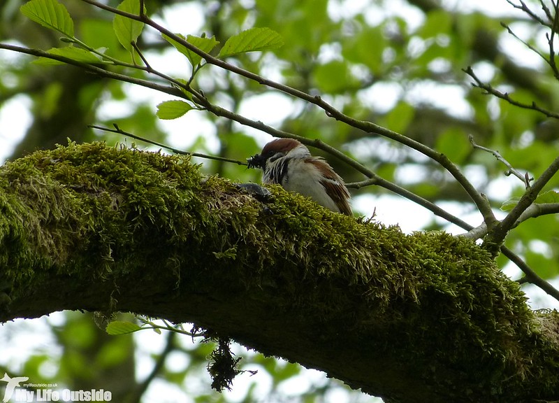 P1120857 - Tree Sparrow, Carsington Water