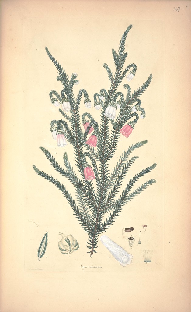 Erica erubescens