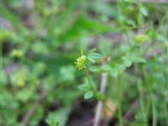 Ranunculus sessiliflorus flower1