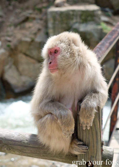 Snow monkey in Nagano, Japan