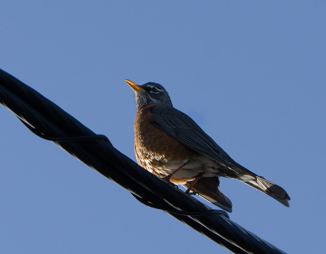 Robin on a Wire