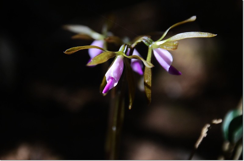 紫花脈葉蘭 (2)