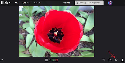 Flickr-Picture-Sharing-Icon