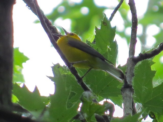 Prothonotary Warbler on Bellrose Island in Havana, IL 01