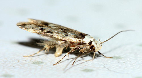 White Shouldered house moth 7603