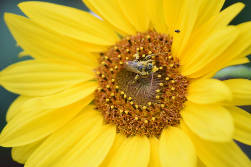 Bee in the sun