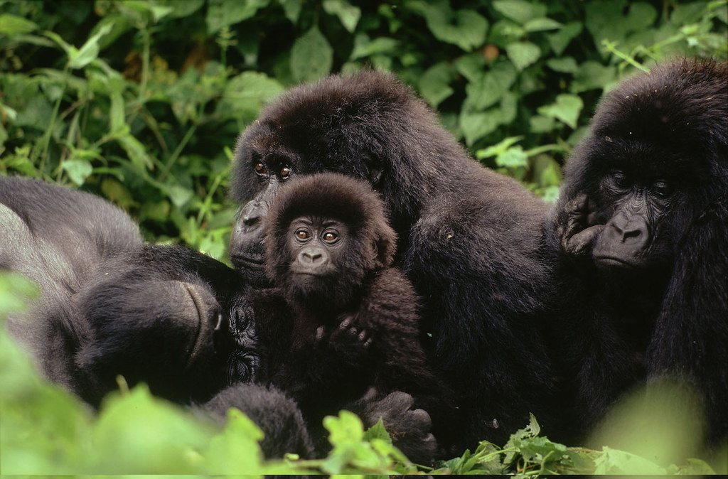 剛果維龍加國家公園的大猩猩。（來源：Martin Harvey / WWF）