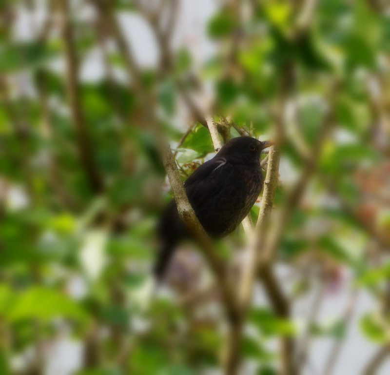 Blackbird female closeup
