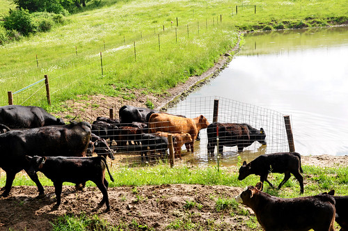 Cows/calves grazing on Ryan Collins' farm