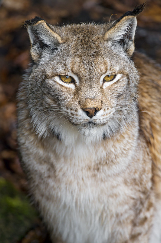 Lynx from above