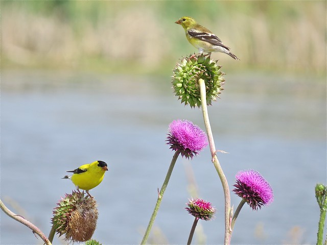 American Goldfinch at Emiquon the Nature Conservancy in Fulton County, IL 07
