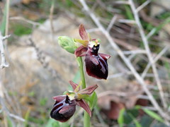ophrys mammosa sphegodes