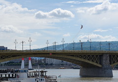 Red Bull Air Race at Margaret Bridge