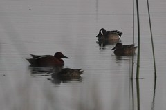 Blue-winged Teal with Cinnamon Teal