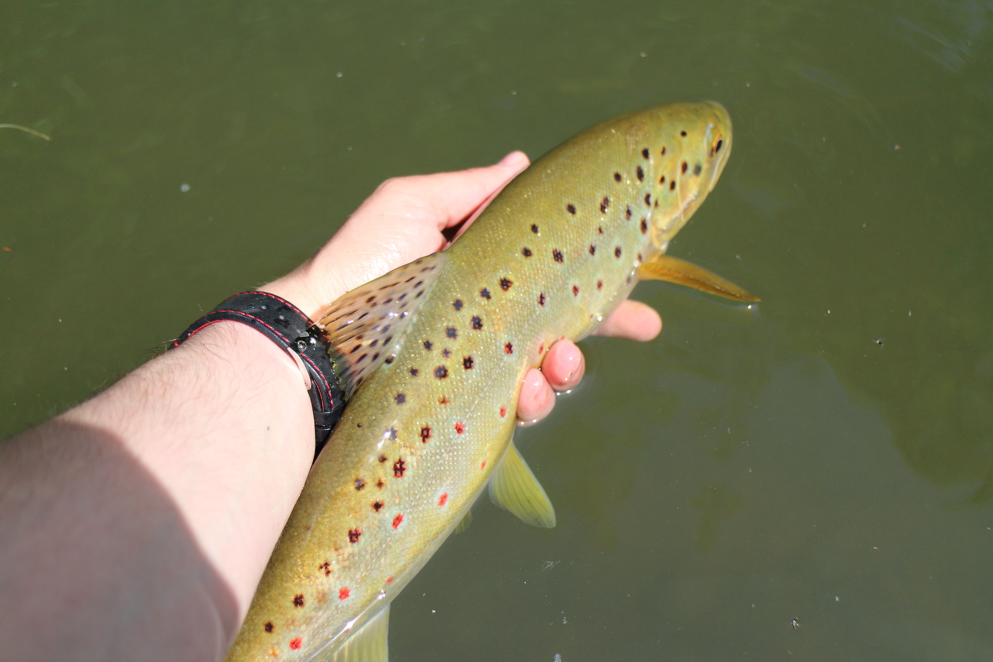 16" Brown Trout