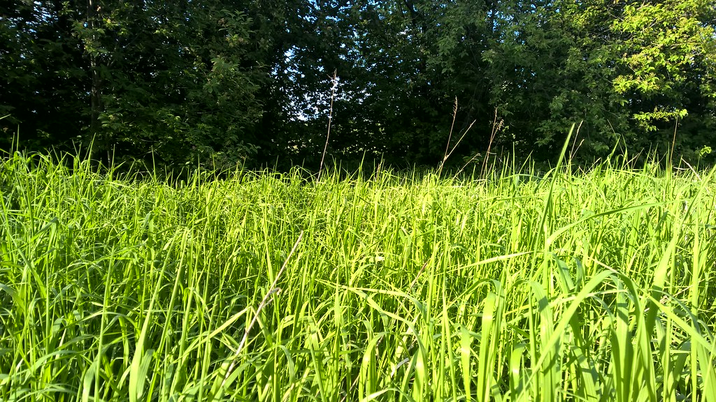 Густая трава