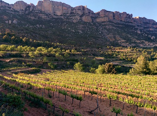 Beautiful vineyard below Montsant