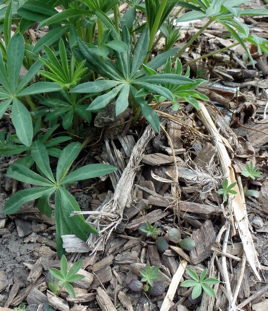 lupine seedlings next to the mature plant