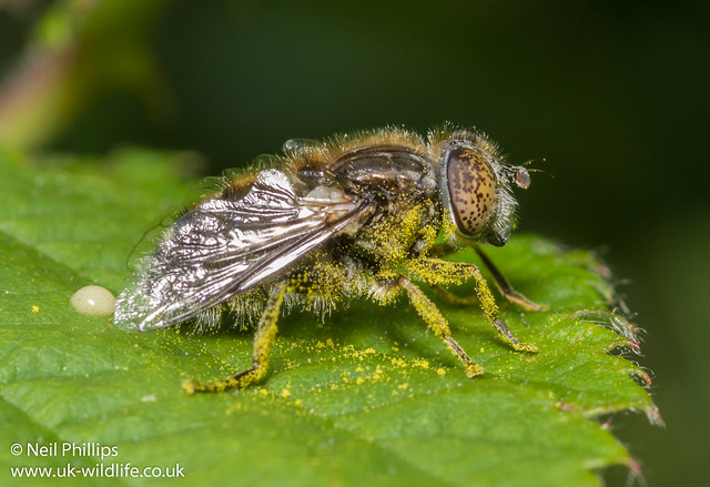 Spotted eye hoverfly