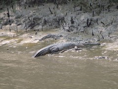 Sela River Crocodile