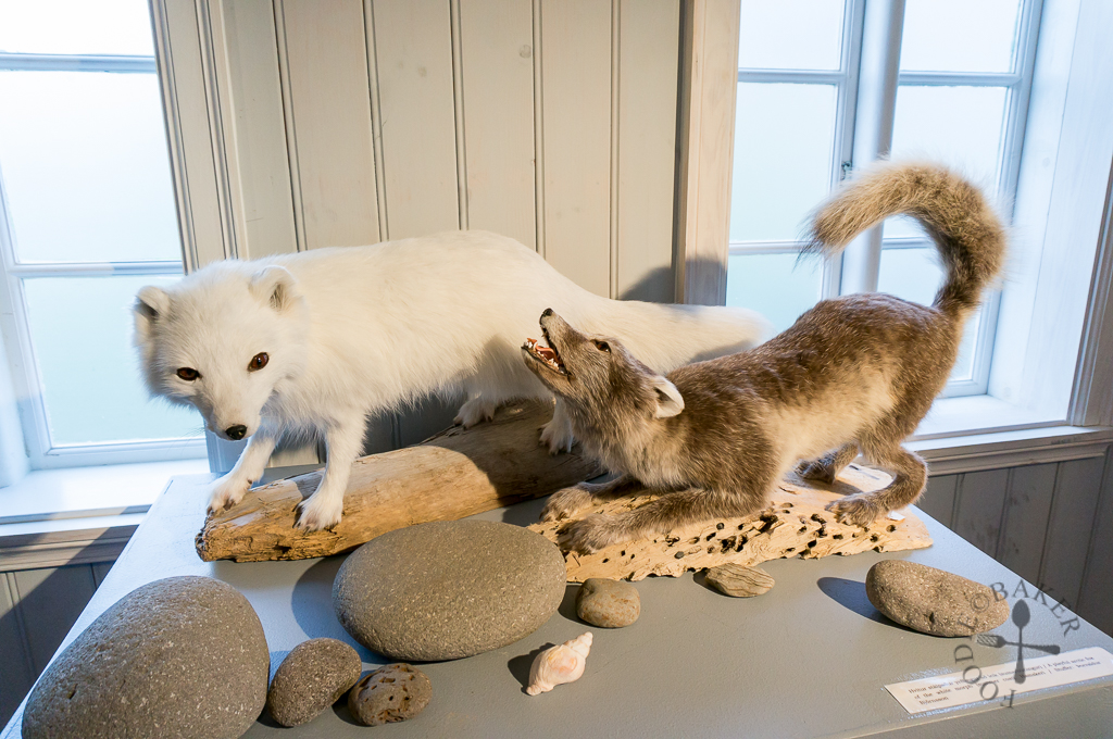 Súðavík Arctic Fox Centre