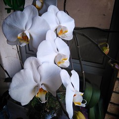 Momma's orchids are lovely this year
