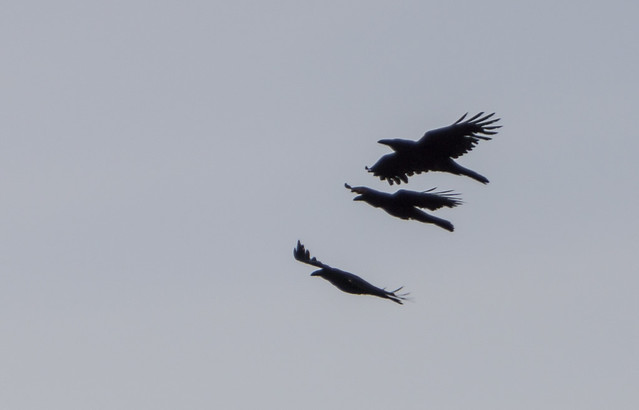 Three Ravens in Flight