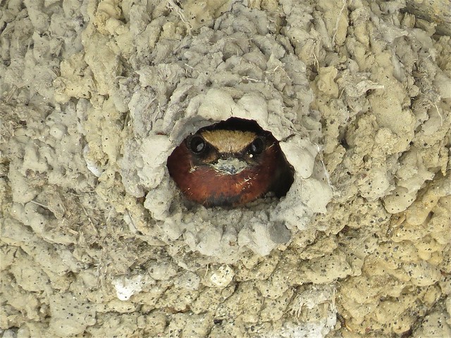Cliff Swallow at Emiquon the Nature Conservancy in Fulton County, IL 06