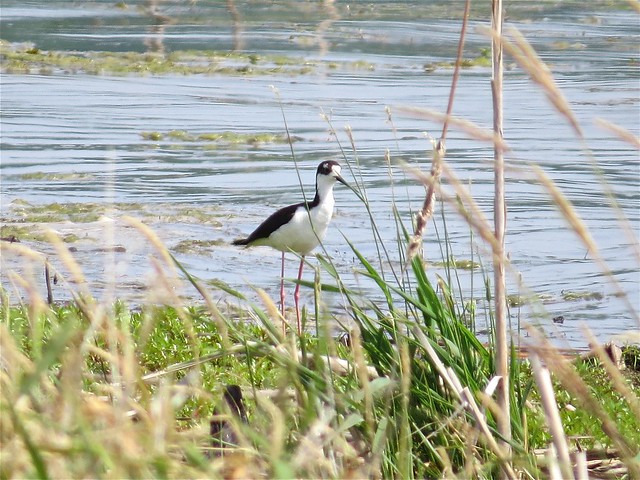 Black-necked Stilt at Emiquon the Nature Conservancy in Fulton County, IL 01