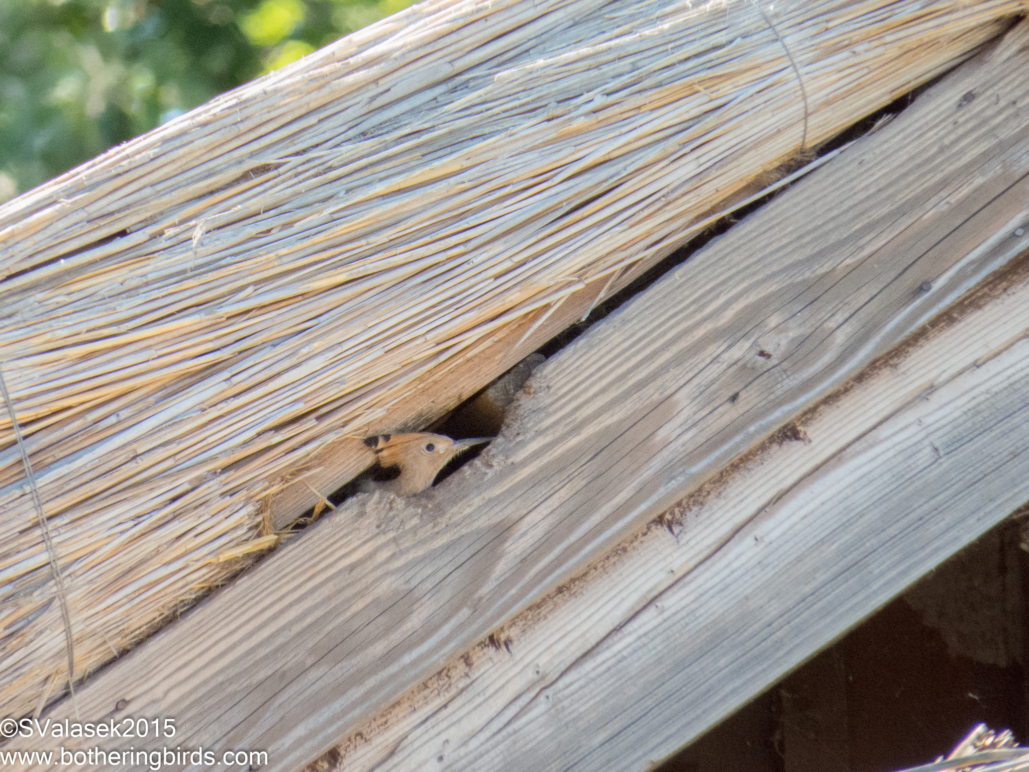 Hoopoe chicks