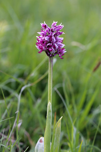 Monkey orchid Orchis simia
