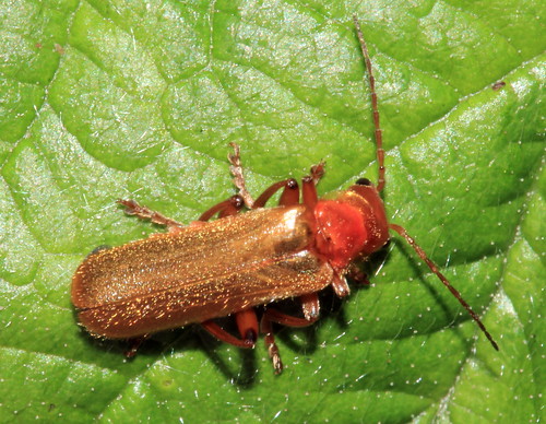 Cantharis cryptica 8030