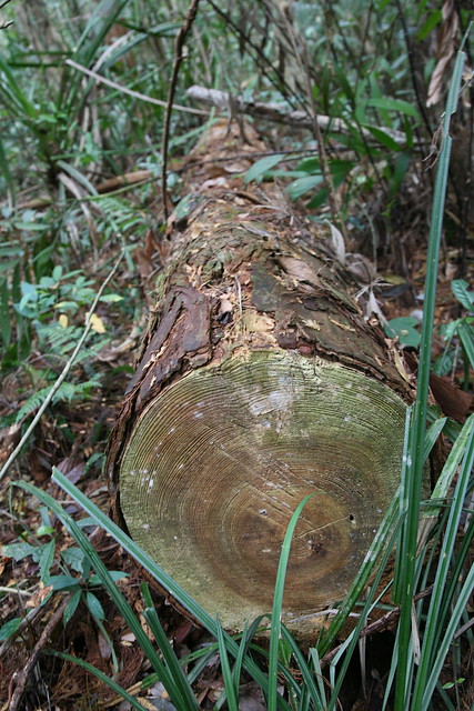 Photo of Chinese swamp cypress