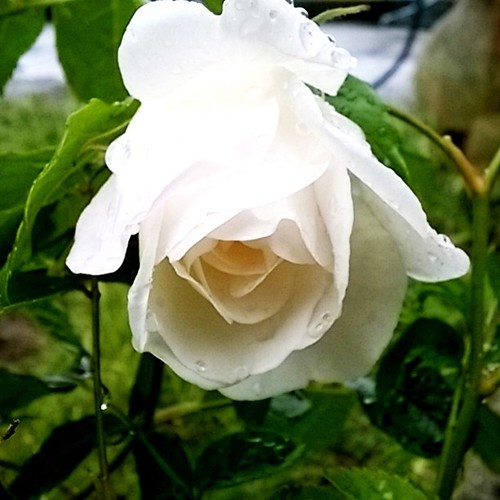 la rosa bianca