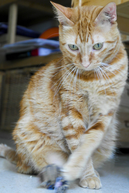 Rubia, gata naranja dibujo tabby de ojos verdes esterilizada y muy cariñosa, nacida en 2013, necesita hogar. Valencia. ADOPTADA. 18429577920_25b703058f_z