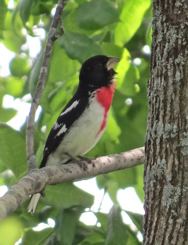 Rose-breasted Grosbeak at Moraine View State Park in McLean County, IL 01